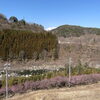 「道の駅木曽福島『梅の花』5分咲きです。」