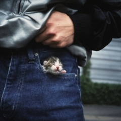 ポケットの中の猫