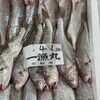「鮮魚入荷致しました」
