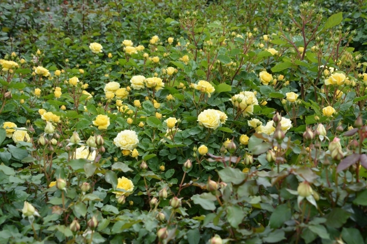 伊奈町バラマスターズから 伊奈町バラ園の開花情報です 伊奈町バラマスターズからのお知らせ いなナビ 伊奈町