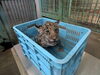 生後約2か月の砥黄「双子のジャガー 体重測定」