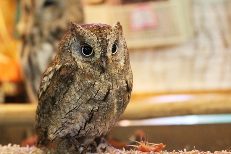 閉店 カフェ リトルズー でかわいさに浸れる癒しのランチ 京成大久保駅 習志野 津田沼のおすすめランチ特集 まいぷれ 習志野市 閉店 カフェ リトルズー でかわいさに浸れる癒しのランチ 京成大久保駅 習志野 津田沼のおすすめランチ特集 まいぷれ 習志野市