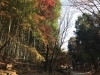 「都筑区の緑道の紅葉たち」