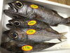 「魚魚市場鮮魚コーナーおすすめは「うちわエビ」です♪」