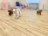 理玖＆綺羅くん兄弟で追いかけっこ中〜　「ましゅまろ幼稚園🐾パート2」