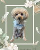 「Dog salon mofu mofu　余市町」