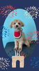 「Dog salon mofu mofu　余市町」
