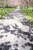 影もいい！「八重桜終盤戦！ちょっと羅生門さくら公園に立ち寄りました」
