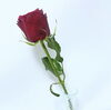 「推しからの1輪の薔薇もボトルフラワーにできます♡【宮崎/ドライフラワー加工/ボトルフラワー/花束保存】」