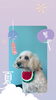 「Dog salon mofu mofu　余市町」