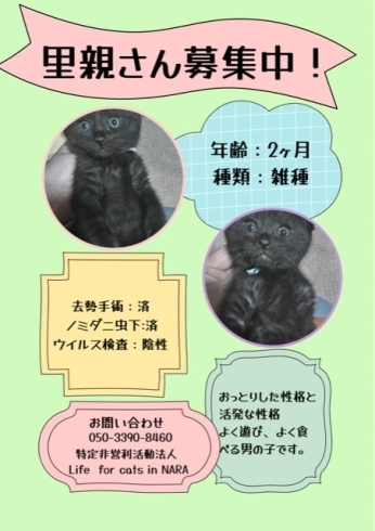 「猫に困ったらご相談を、サポートさせていただきます(活動地域は主に奈良県中南部、それ以外もご相談下さい」