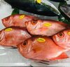 「魚魚市場鮮魚コーナーおすすめは「北海道産活ホタテ」です♪」