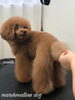 しっぽのカット中〜^o^「秋のオプションキャンペーン　^ - ^」