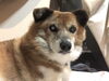 全力でチャレンジを応援します！「看板犬「クマラ」のご紹介と、ひだち教室で大切にしていること」