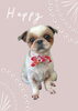 「Dog salon mofu mofu　余市町」