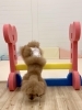 さらんちゃん　オヤツめがけてジャンプ💨　笑「ましゅまろ幼稚園🐾」
