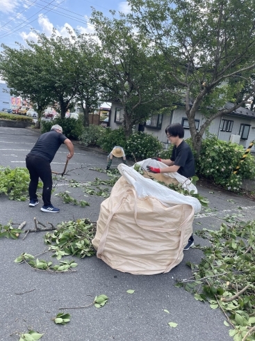 長い枝をカットする大工さん「暑くなってきたので(^^)v」