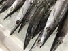 「魚魚市場鮮魚コーナーおすすめは「マングローブガニ」です♪」