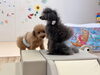 ねむくん＆シエル（お久しぶりで〜す　笑）「ましゅまろ幼稚園🐾」