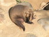 「ニホンアナグマのカンナ」