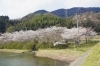 西の池桜公園
