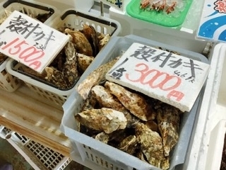牡蠣「西海橋物産館　魚魚市場には毎日新鮮な魚介が入荷しています‼︎」