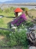 おとぎの国「イペーの木も満開です🌼」