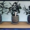 「【絵になる観葉植物、良きゴム入荷】」