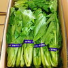「この野菜(葉っぱ)、一体なーんだ！？」