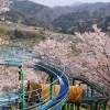 於安パークの千本桜