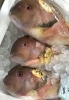 「魚魚市場鮮魚コーナーおすすめは「ヒラメ」です♪」