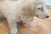 「ハイクオリティ子犬情報」