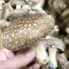「農産物直売所『生椎茸』入荷しました！」