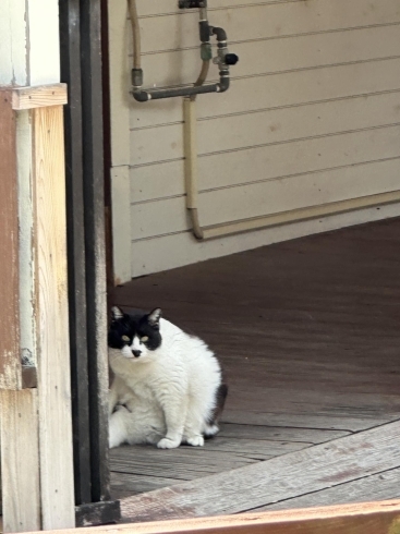 民宿にいた太った猫「【新入社員業務日記】 香川県にある猫の島「男木島」編」