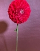 5種類のダリアの切り花が入荷 有 鈴木園芸生花店のニュース まいぷれ 朝霞 志木 新座 和光