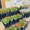 ♕ “ 春のお彼岸 特価 ” です♬ かなりのリピート販売♡人気の \"蓮\" 仏花 春のお彼岸〜 | 花みずきぷち・ふるーる両三柳店のニュース | まいぷれ