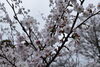 「桜の開花情報」