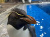 イワトビペンギン「福井県の水族館/静岡/熱帯魚/水槽レンタル/島田市/癒し/内装」