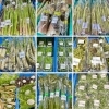 「地元の山菜が入荷します！道の駅木曽福島」