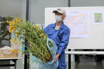特定外来生物に指定される大金鶏菊の除草作業が行われました しろい情報 まいぷれ 成田 印西 白井
