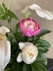 頂き物！！芍薬です(*≧∀≦*)「5月の定休日のお知らせです」