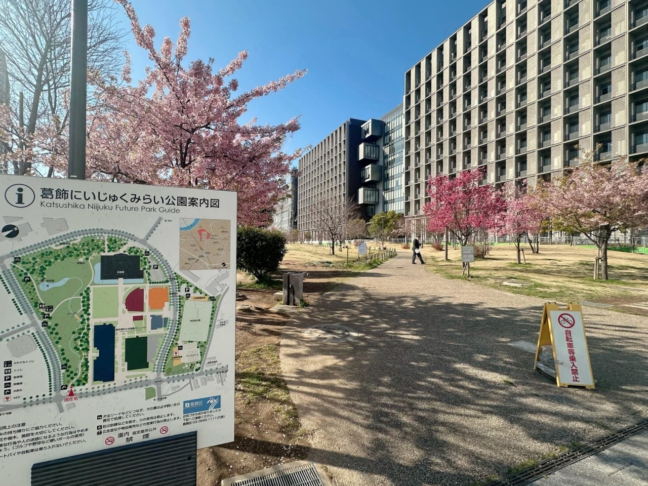 そろそろ見納め!葛飾区で見れるカワヅザクラ(河津桜)※2024年3月14日 そろそろ見納め!葛飾区で見れるカワヅザクラ(河津桜)※2024年3月14日