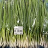 「地元 木曽産『タラの芽』入荷しました！」