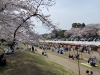 岡山市中区のお花見特集 | 【岡山市・瀬戸内市】さくら・お花見