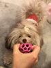 うちの６番目ぷーＫｕＫｕも２月で１歳　（＾ν＾）「明けましておめでとうございます」
