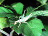 「鳴く虫の女王「カンタン」と秋の虫の音を聴く会🎵参加費無料！持ち物：虫よけスプレー、かゆみ止め！［2026年9月18日（金）西亀有せせらぎ公園 ・10月2日（金）青戸平和公園・18時30分〜20時］」