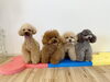 はぴ♡くま♡ハッピー♡リリー「ましゅまろ幼稚園🐾」