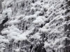 白猪の滝・アップ「白猪の滝　凍結情報⛄」
