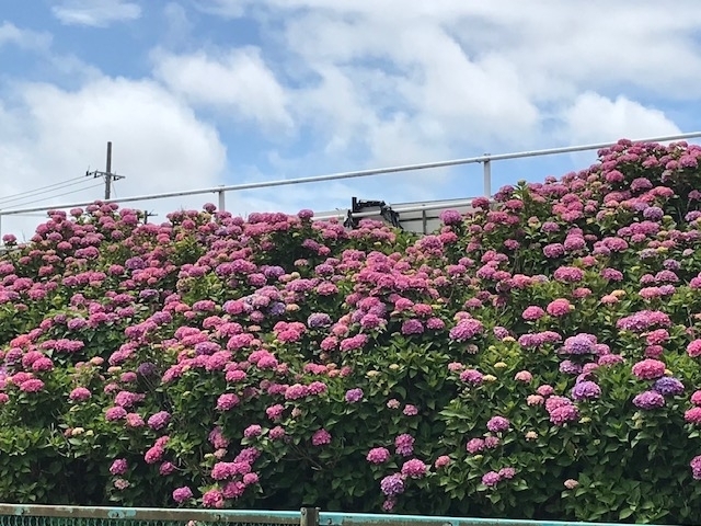 「アジサイの季節がやってきました」