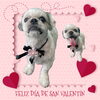 「Dog salon mofu mofu　余市町」